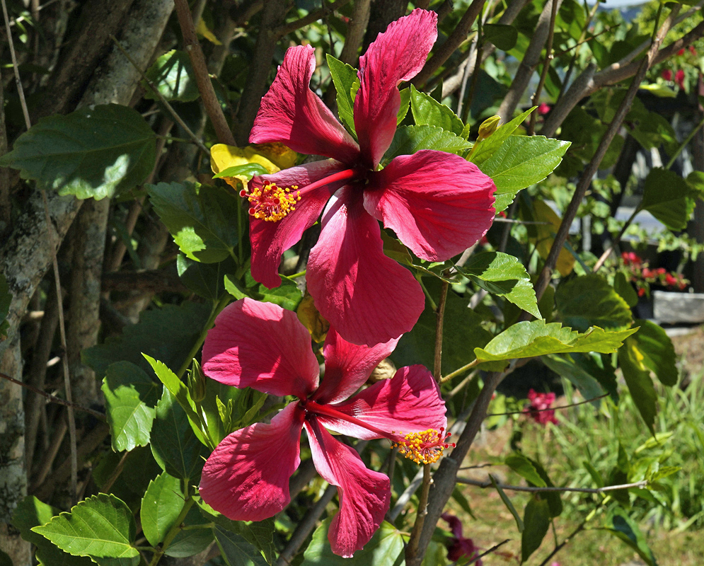 Two bright red Hibiscus rosa sinensis flowers in sunlight